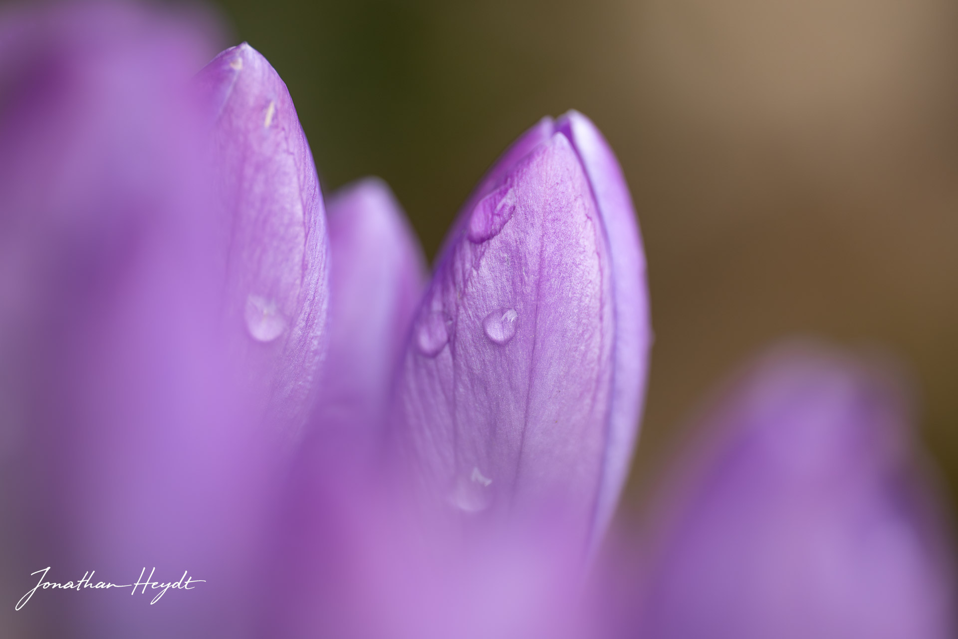 Krokusse in Nahaufnahme