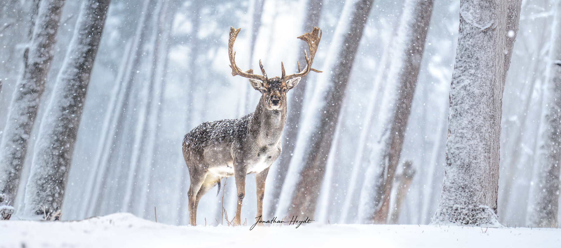 Reh im Wald während starkem Schneefall
