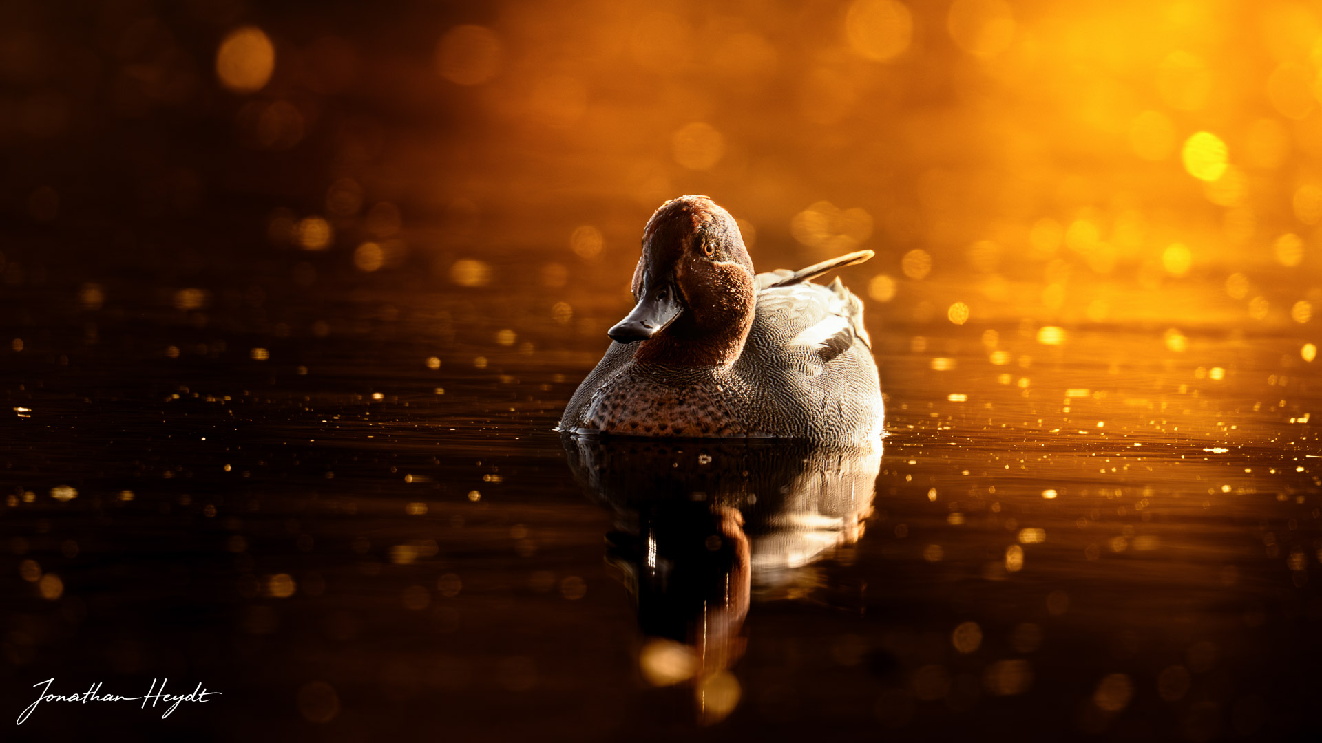Wildlife Fotografie aus Essen