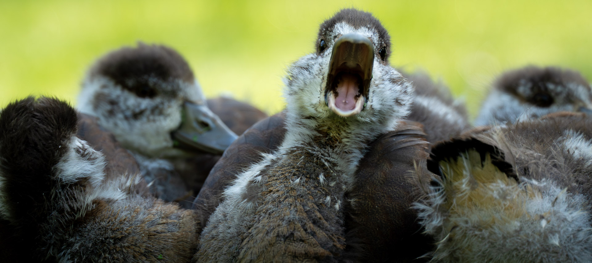 Enten Küken